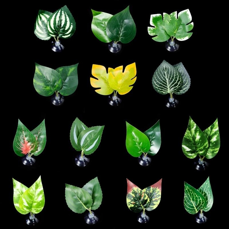 Planted Aquarium For Betta - Giường võng lá cá cho bể