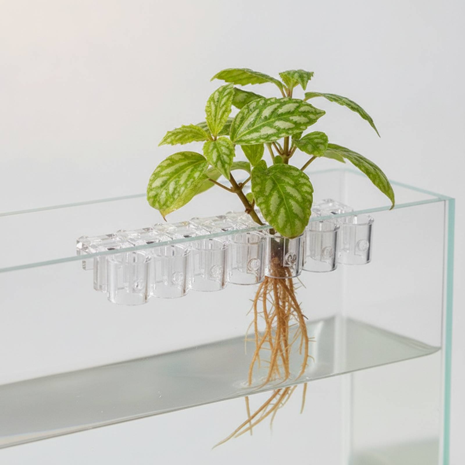 6 Pieces Aquarium Planter Clea - đánh giá và giá Aquarium Planted