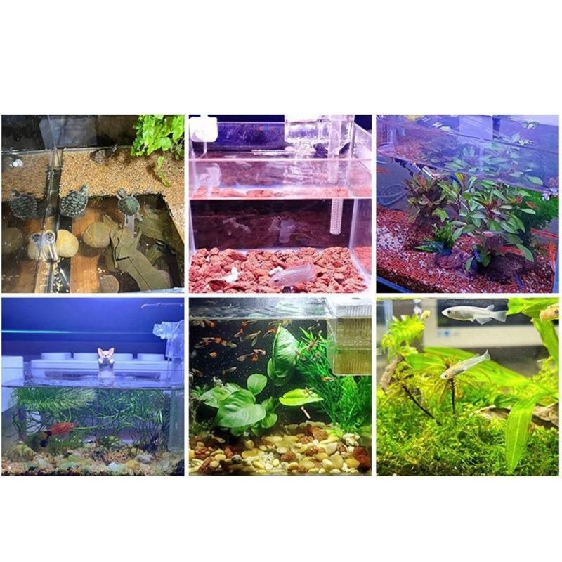 Bể cá nhỏ Đèn led bể cá có thể - đánh giá và giá Planted Aquarium Bowl