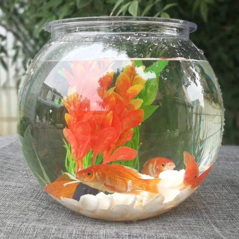 Cá Vàng Bát Để Bàn Trong Suốt  - đánh giá và giá Planted Aquarium Bowl