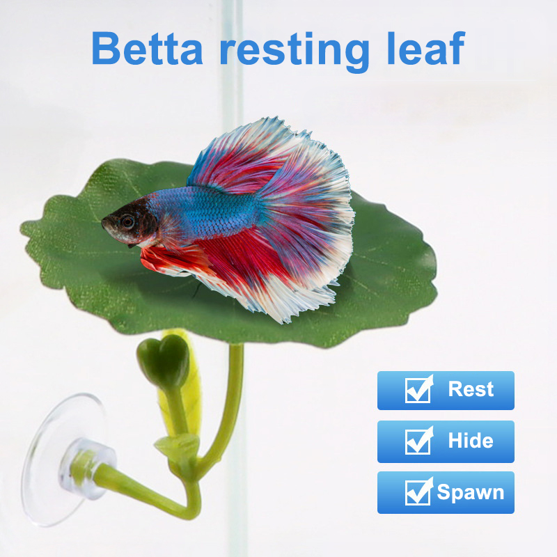 Green Leaf Hammock For Betta F - đánh giá và giá Planted Aquarium For Betta