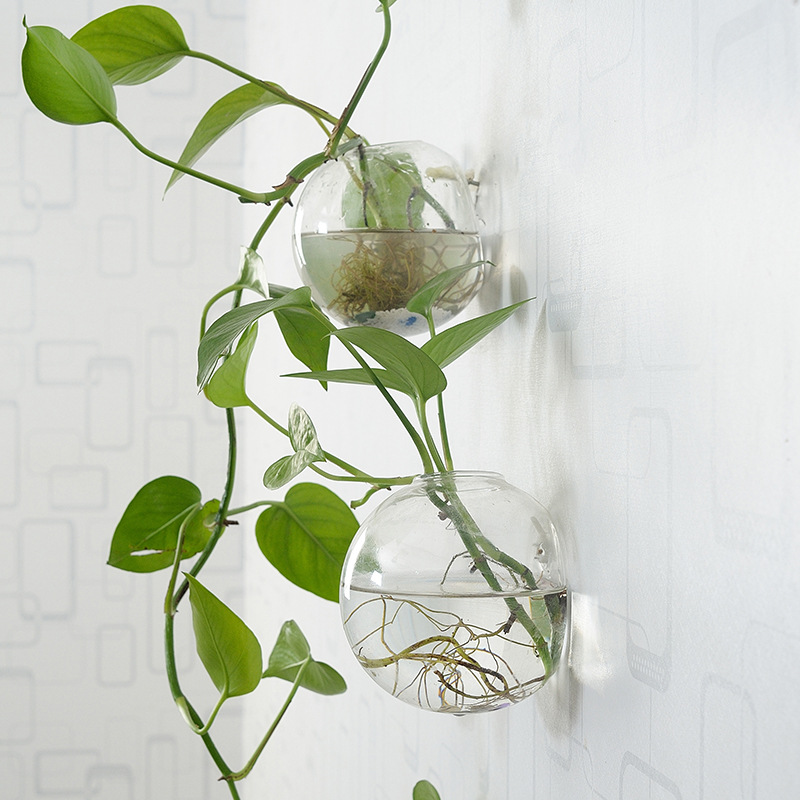 Wall Hanging Acrylic Fish Bowl - đánh giá và giá Planted Aquarium Bowl