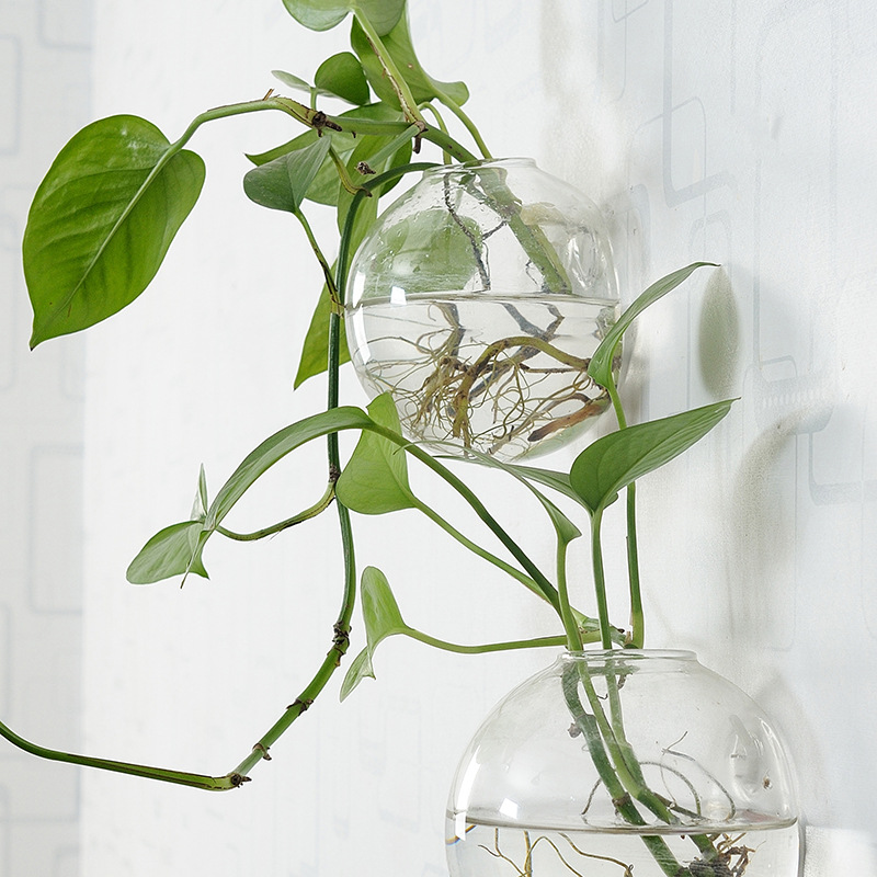 Wall Hanging Acrylic Fish Bowl - đánh giá và giá Planted Aquarium Bowl
