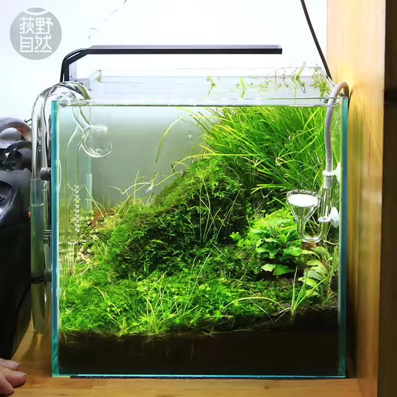 Chihiros C Series ADA Style Pl - đánh giá và giá Aquarium Plant Diseases