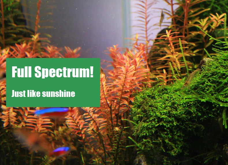 Chihiros C Series ADA Style Pl - đánh giá và giá Aquarium Plant Diseases