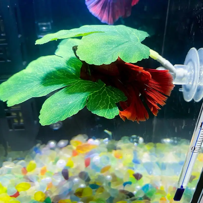 Betta Fish Leaf Hammock Aquari - đánh giá và giá Planted Aquarium For Betta