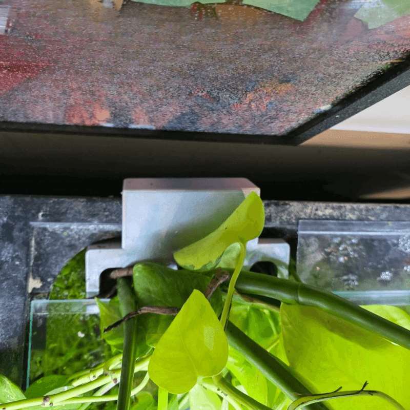 Fish Tank Side Plant Mount Bra - đánh giá và giá Aquarium Plant Diseases