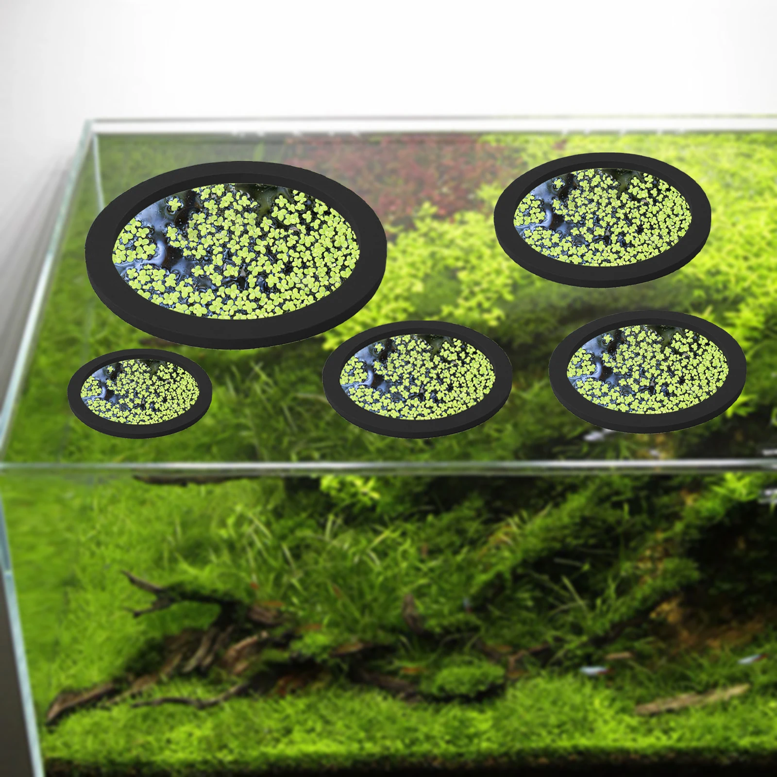 5Pcs EVA Fish Feeding Ring Aqu - đánh giá và giá Aquarium Planted