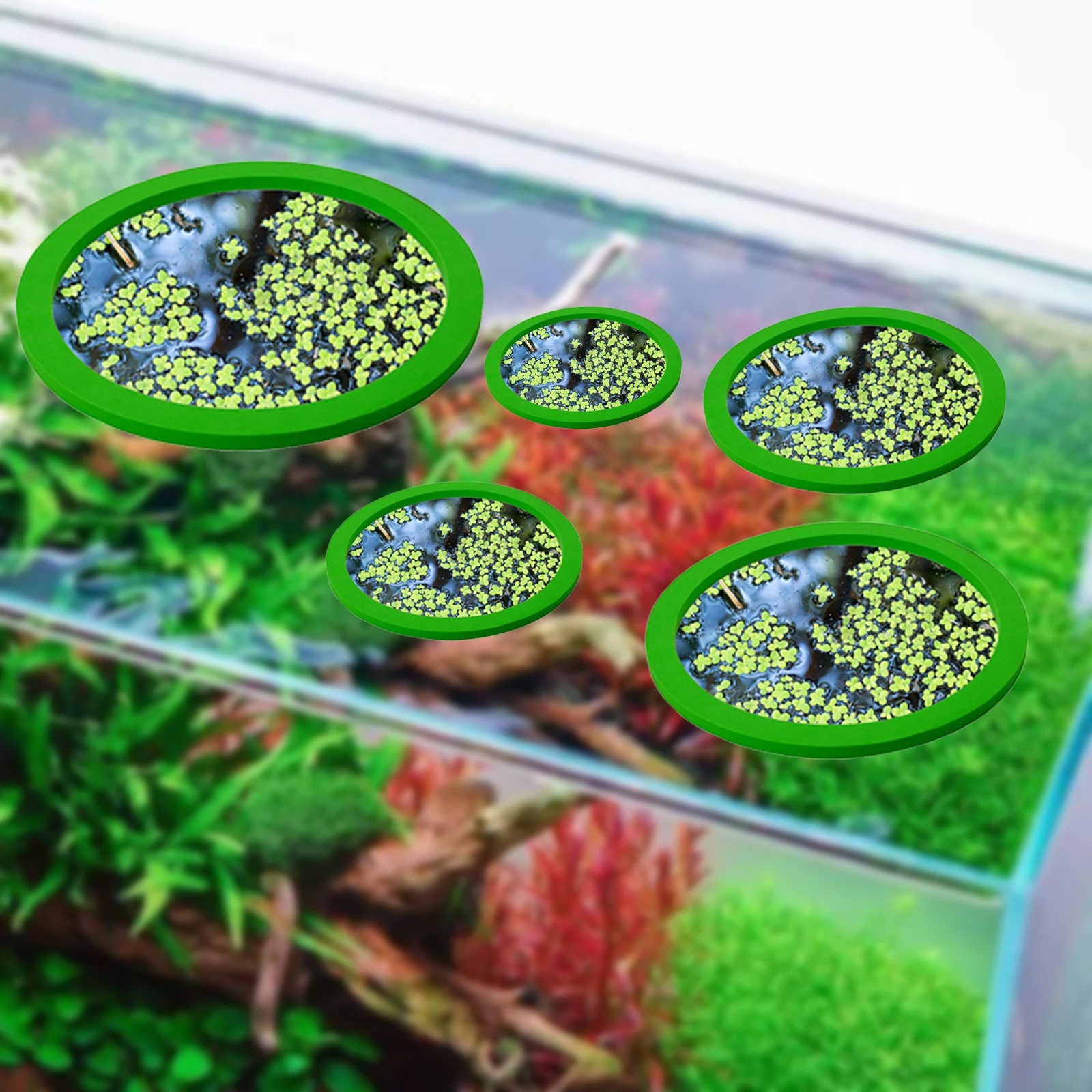 5Pcs EVA Fish Feeding Ring Aqu - đánh giá và giá Aquarium Planted