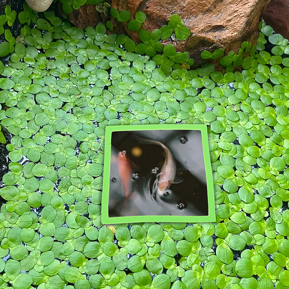 10Pcs Aquarium Floating Rings  - đánh giá và giá Planted Aquarium For Betta
