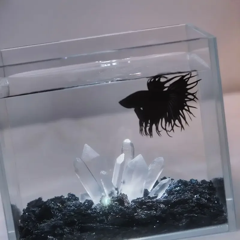 Creative Betta Tank Decor Clea - đánh giá và giá Aquarium Planet