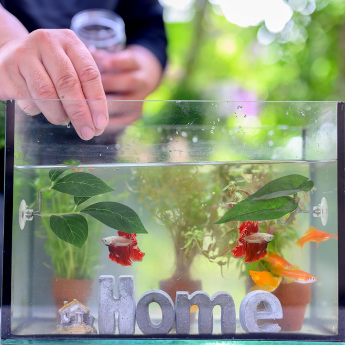 1 PC Betta Fish Hammock Soft A - đánh giá và giá Planted Aquarium For Betta