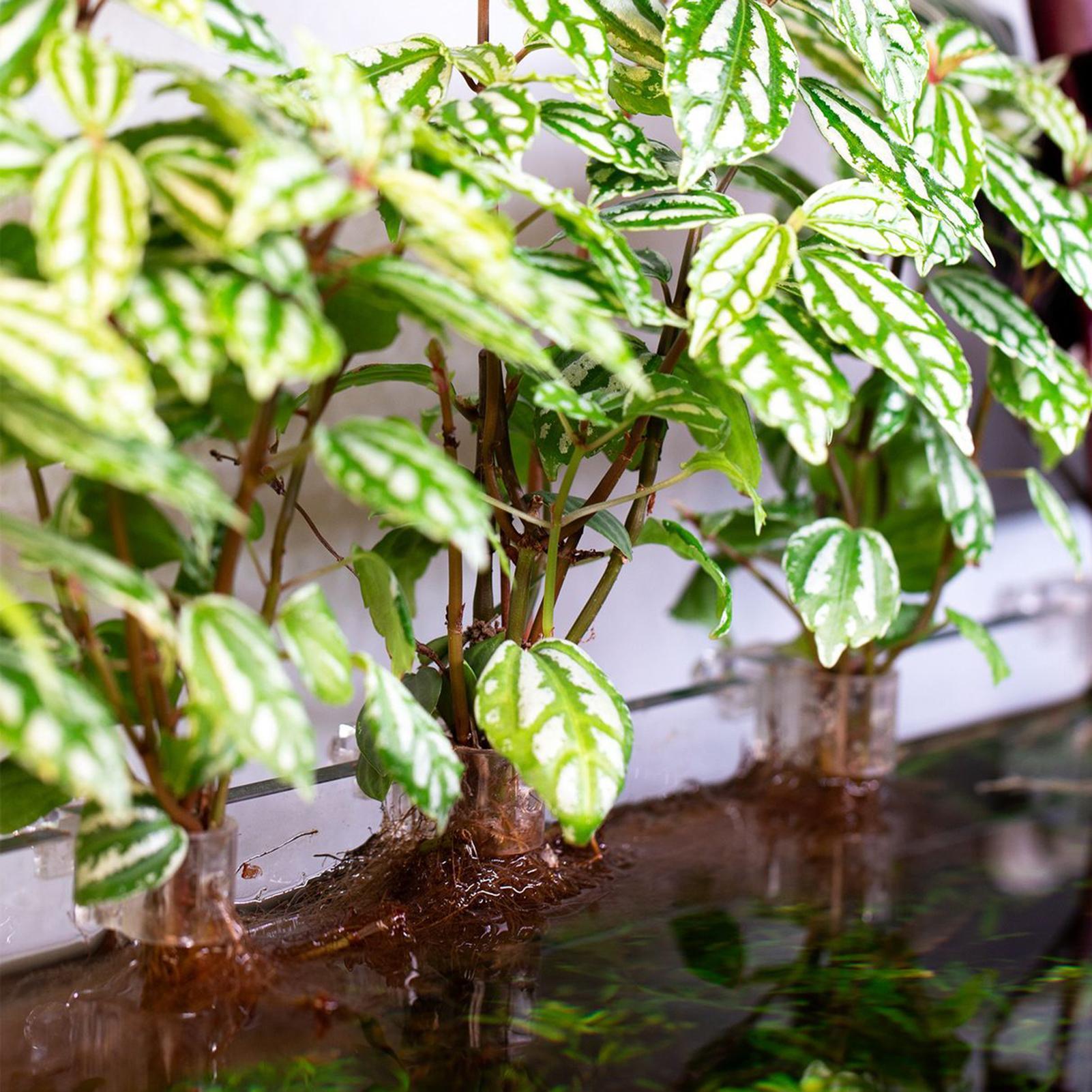 6pcs Aquarium Plant Holders Cl - đánh giá và giá Aquarium Plant Diseases