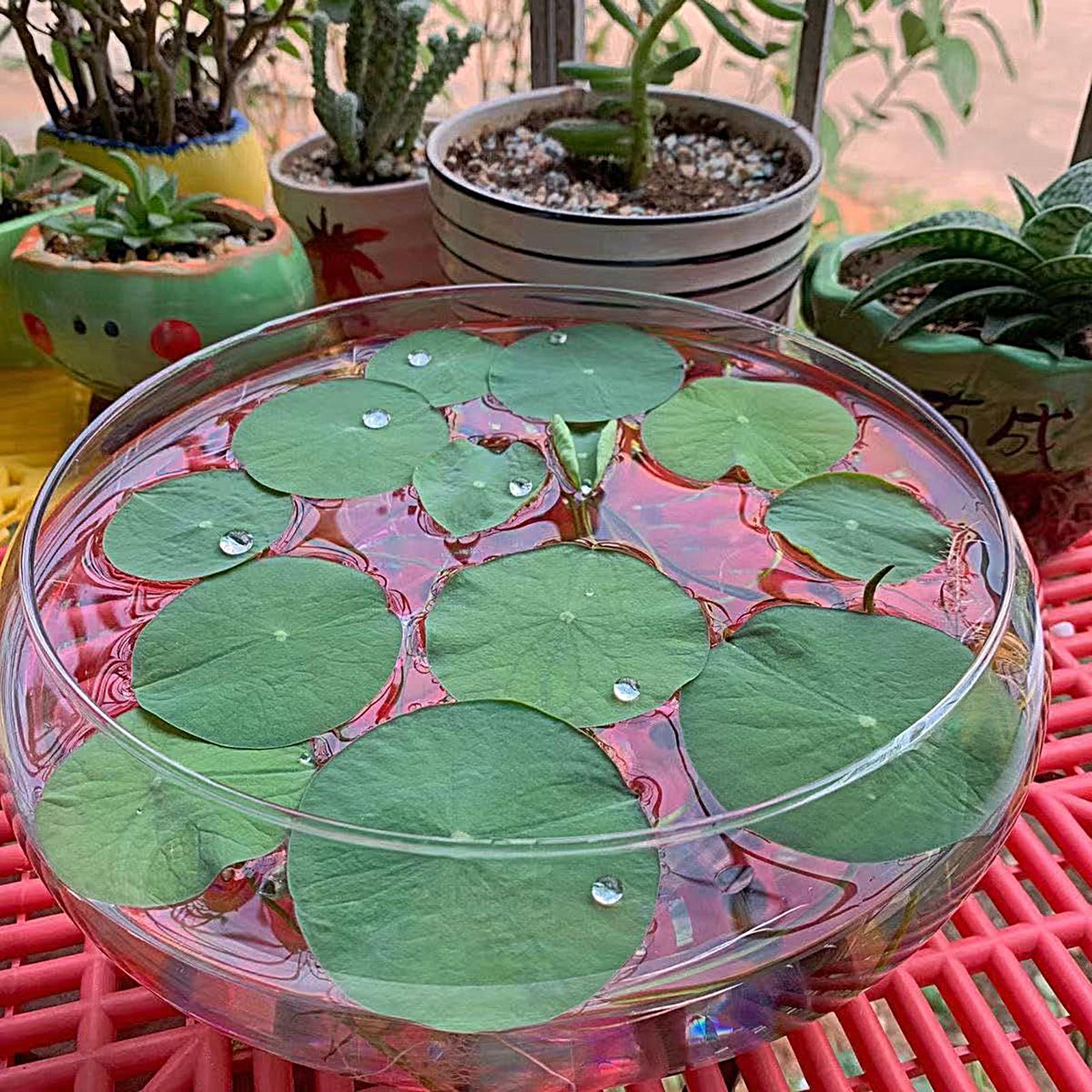Fish Glass Bowl Glass Large Hy - đánh giá và giá Planted Aquarium Bowl