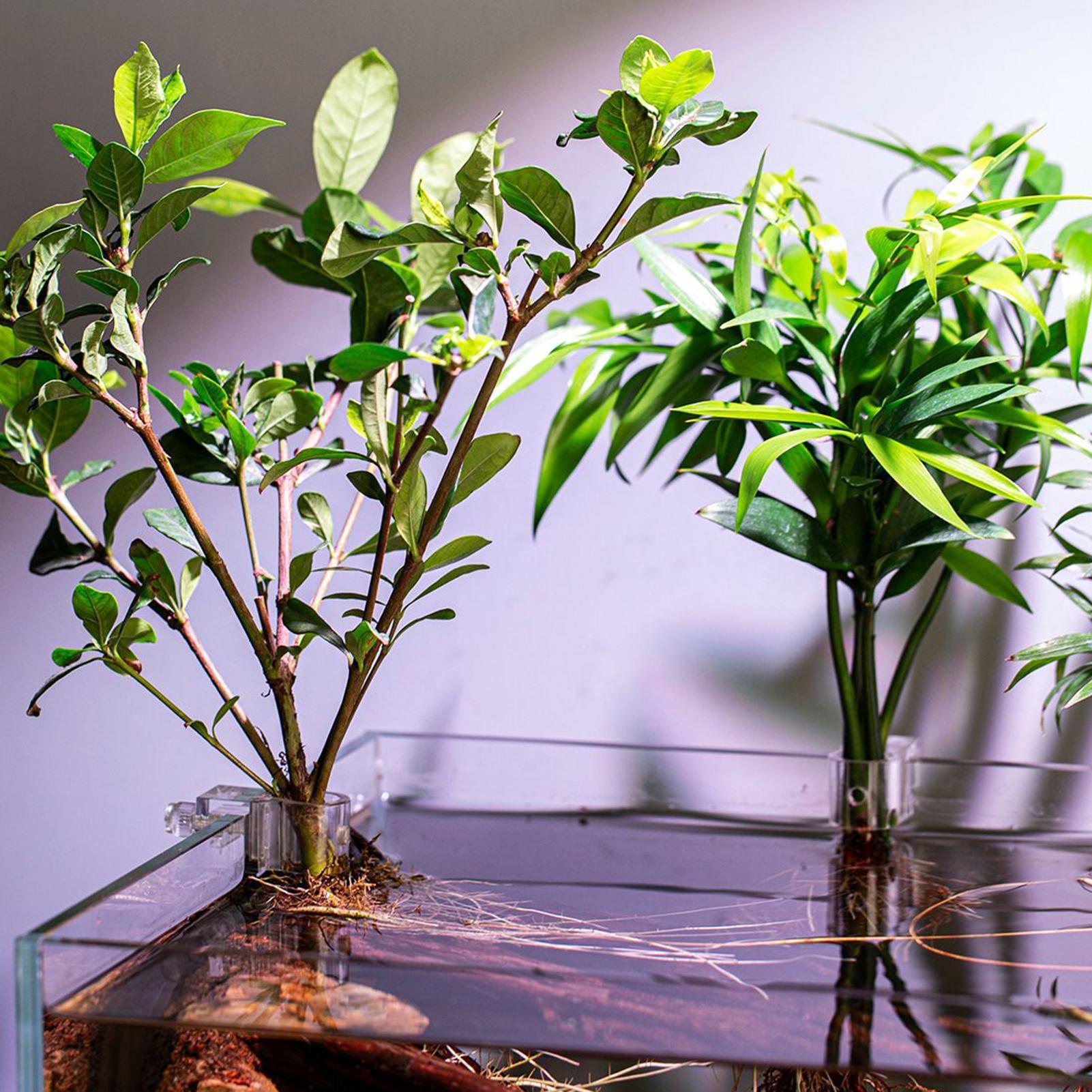 Plant Holder For Aquarium 6 Pi - đánh giá và giá Aquarium Plant Diseases